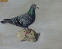 tableau Le pigeon voyageur Baldauf Jean animaux  huile panneau 1re moiti 20e sicle